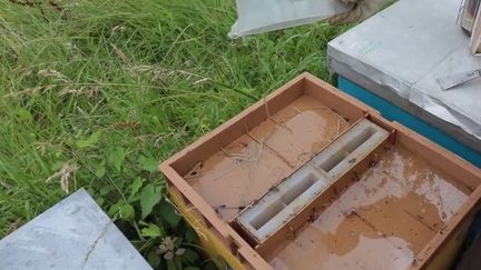 Intempéries : les fortes pluies menacent les abeilles