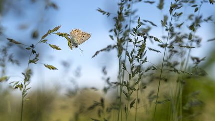 Une espèce de papillon sur dix est menacée en Europe. Photo d'illustration. (MF CHENE-LAUNETTE / MAXPPP)