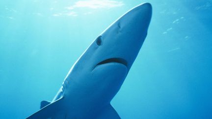 &nbsp; (Les requins bleus ne sont pas dangereux © MAXPPP)