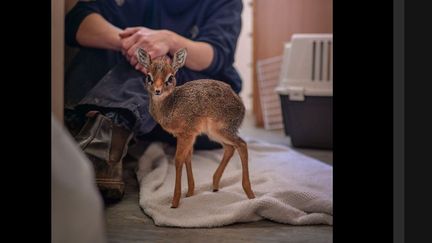 Thanos, le bébé antilope orphelin, bouge son nez