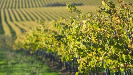  (James-Bernard Murat a pulvérisé de l'arsénite de Sodium pendant 42 ans sur ses vignes en Gironde © MAXPPP)