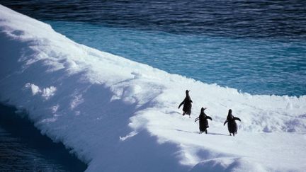 Trois manchots papous se prom&egrave;nent sur la banquise de l'Antarctique, en novembre 2012. ( AFP )