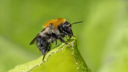 Le bourdon européen, implanté par l'homme au Chili, est sur le point d'avoir la peau du bourdon de Dahlbom, une espèce sud-américaine, à cause d'un parasite qu'il héberge, selon un rapport publié le 4 septembre 2023. (STEPHANE VITZTHUM / BIOSPHOTO / AFP)