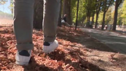 Sécheresse : en plein été, Paris est déjà aux couleurs de l’automne