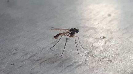 West Nile virus is transmitted by mosquitoes of the genus Culex, the common mosquito in France which feeds mainly in the evening and at night. (STÉPHANIE BERLU / RADIO FRANCE)