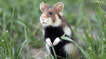 Le grand hamster d'Alsace peut peser jusqu'&agrave; 700 g et mesurer jusqu'&agrave; 25 cm de long. (SYLVAIN CORDIER / BIOSPHOTO / AFP)