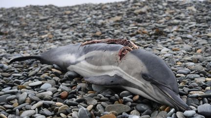 "On retrouve chaque année plus de 1 000 dauphins sur les plages de la côte atlantique", dénonce président de la LPO. (FRED TANNEAU / AFP)