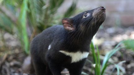 En Australie, plusieurs diables de Tasmanie ont été réintroduits dans la nature. (TORSTEN BLACKWOOD / AFP)