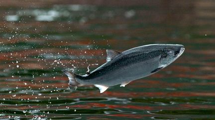  (Animal vénéré au Québec, le saumon est pourtant de moins en moins présent dans ses rivières © Carlos Barria/Reuters)