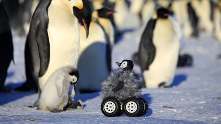 Une photo du robot utilis&eacute; par une &eacute;quipe scientifique pour approcher des manchots en Antarctique, publi&eacute;e le 1er novembre 2014.&nbsp; (NATURE METHODS / AFP)