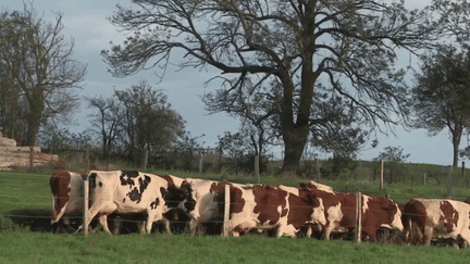 L’utilisation des antibiotiques chez les animaux est un enjeu majeur de santé publique. Depuis 10 ans, les éleveurs y ont beaucoup moins recours. Il faut savoir que la frontière entre la santé animale et notre santé est ténue. (France 3)