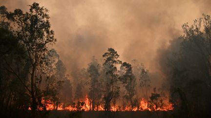 Un incendie ravage la forêt de Bobin, en&nbsp;Nouvelle-Galles du Sud (Australie), le 9 novembre 2019. (PETER PARKS / AFP)