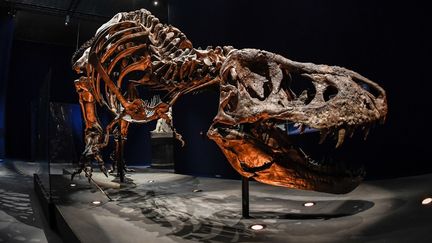 Trix, le squelette de T Rex exposé au Muséum national d'Histoire naturelle
 (STEPHANE DE SAKUTIN / AFP)