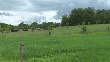 Agriculture : dans l'Eure, l'expérience "110 mètres haies" pour faire connaître l'agroforesterie