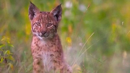 Jura : sur les traces du lynx boréal, une espèce rare et menacée (France 2)