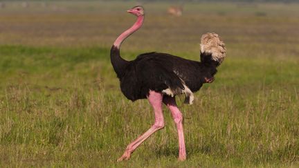 Une autruche de Tanzanie, photographi&eacute;e le 1er avril 2012. (ART WOLFE / MINT IMAGES / AFP)