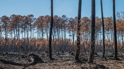 Des arbres détruits par les flammes à Landiras, en Gironde, le 7 août 2022. (PIERRE LARRIEU / HANS LUCAS / AFP)