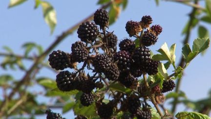 Saône-et-Loire : la cueillette des mûres, une tradition à la fin de chaque été