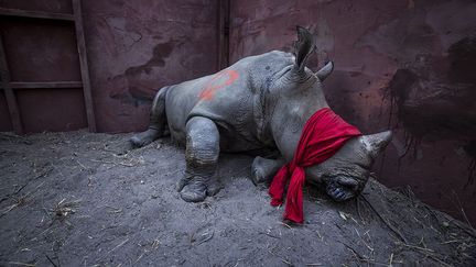 Au Botswana dans le delta de l’Okavango, des réserves ont été implantés pour sauver les animaux en danger. Le rhinocéros blanc d’Afrique du Sud est classé comme espèce «quasi menacée». En Asie, la corne de rhinocéros possède de nombreuses propriétés soi-disant médicinales. Les cornes peuvent se monnayer entre 20.000 et 50.000 euros le kilo. En 2014, un record avait été atteint avec 1.215 rhinocéros braconnés. Si les chiffres reculent, les pertes restent énormes.
 (Neil Aldridge)