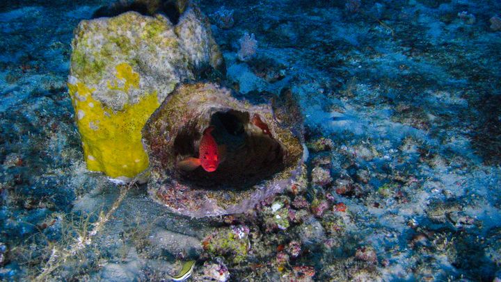 Un petit mérou (un coné ouatalibi)&nbsp;se cache dans une éponge baril du récif corallien de l'Amazone, le 28 janvier 2017. (GREENPEACE BRAZIL)