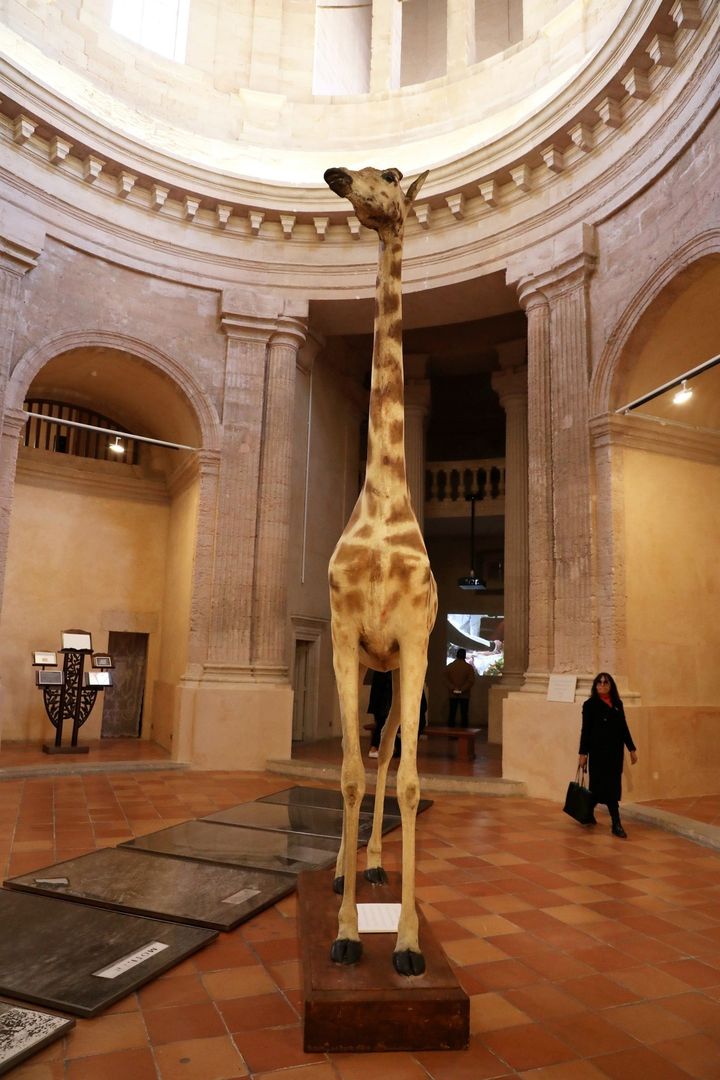 "Après la mort de ma mère, j'ai trouvé cette girafe naturalisée, je l'ai prénommée Monique et je l'ai installée dans mon atelier" Sophie Calle
 (PHOTOPQR/LA PROVENCE/MAXPPP)