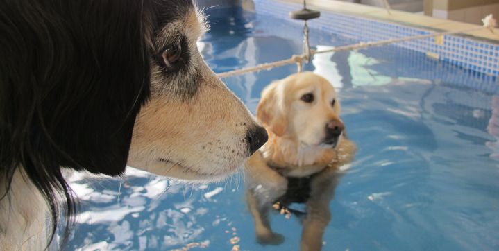 Ulysse (&agrave; gauche) assiste &agrave; la s&eacute;ance d'hydroth&eacute;rapie de Venus, une chienne de 10 ans,&nbsp;au centre Alforme, &agrave; l'&eacute;cole v&eacute;t&eacute;rinaire de Maisons-Alfort (Val-de-Marne), le 23 juin 2014. (LOUIS SAN / FRANCETV INFO)