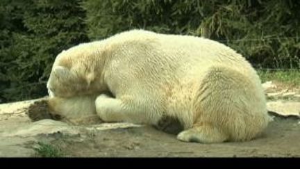 Environ 300 ours polaires font l'objet d'un commerce international chaque année. (France 3 LCA)