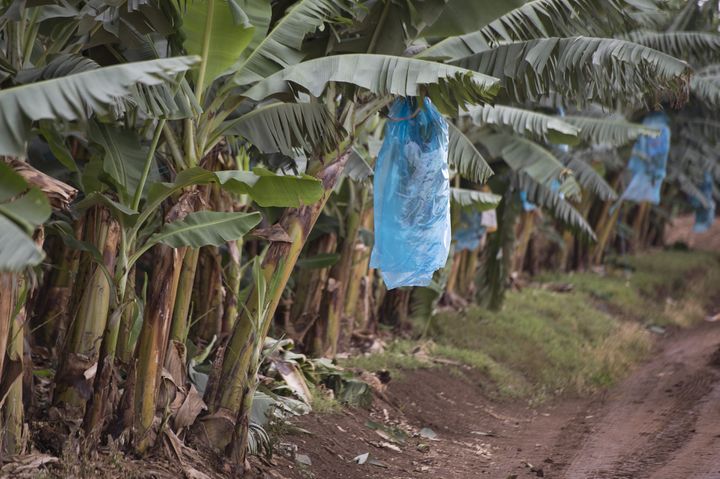 Une&nbsp;ferme bananière du groupe agroalimentaire angolais Novagrolider, située proche de la ville de Caxito, dans la province de Bengo, à environ 60 kilomètres de la capitale, Luanda, le 14 novembre 2018.&nbsp; (RODGER BOSCH / AFP)