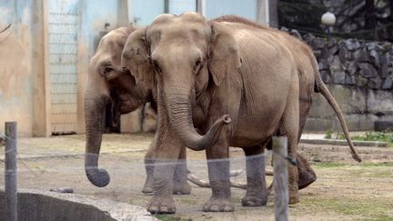 Les &eacute;l&eacute;phantes Baby et N&eacute;pal, menac&eacute;es d'euthanasie, au zoo du parc de la T&ecirc;te d'Or, &agrave; Lyon (Rh&ocirc;ne), le 6 janvier 2013.&nbsp; (PHILIPPE DESMAZES / AFP)