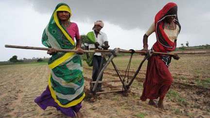 En Inde, ce sont parfois les femmes qui remplacent les b&ecirc;tes pour labourer les champs, Nani Kisol, le 11 juillet 2012. (SAM PANTHAKY / AFP)