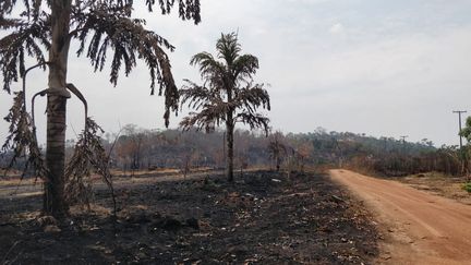 La route BR 364 porte les stigmates des incendies (arbres calcinés, sol noir) en Amazonie dans la région de Rondonia, Brésil. Août 2019 (MATTHIEU MONDOLONI / FRANCEINFO / RADIO FRANCE)