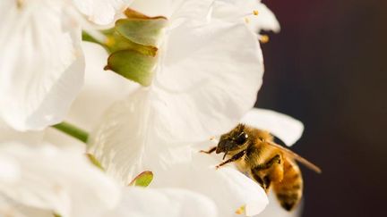 &nbsp; (Des nombreuses études montrent les dangers de ces insecticides notamment pour les abeilles © maxPPP)