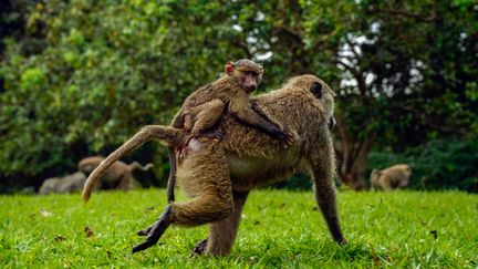 Des babouins vus dans le parc des Virunga (RDC), le 17 juin 2014. (JUNIOR D. KANNAH / AFP)