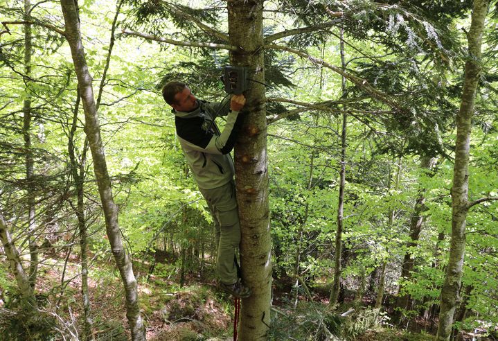 Fr&eacute;d&eacute;rick Diard, agent de l'Office national de la chasse et de la faune sauvage (ONCFS), r&eacute;cup&egrave;re un appareil photo automatique, le 15 mai 2014, dans la vall&eacute;e du Rib&eacute;rot (Ari&egrave;ge). (BENOIT ZAGDOUN / FRANCETV INFO)