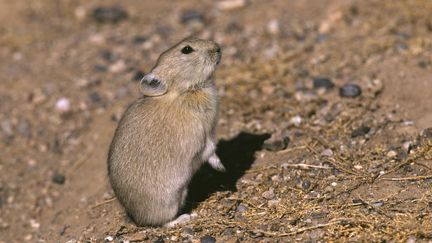 Un pika &agrave; 4 800 m d'altitude au Tibet, le 24 juillet 2007.&nbsp; (ALAIN DRAGESCO-JOFFÉ / BIOSPHOTO / AFP)