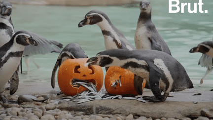 Le Zoo de Londres fête Halloween à sa façon (Brut.)