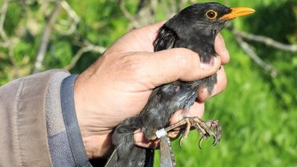 Les merles font partie des espèces d'oiseaux chassées à la glu. (SYLVAIN CORDIER / BIOSPHOTO / AFP)