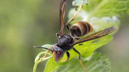 Été : alerte aux frelons asiatiques