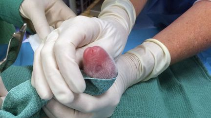 L'un des deux b&eacute;b&eacute;s pandas g&eacute;ants n&eacute;s au zoo Washington&nbsp;(Etats-Unis) est examin&eacute; par des v&eacute;t&eacute;rinaires, le 22 ao&ucirc;t 2015.&nbsp; (BECKY MALINSKY / AP / SIPA)