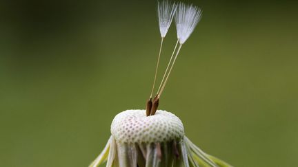 Un pissenlit en fin de floraison &agrave; Igis (Suisse), le 11 mai 2013. (MAXPPP)