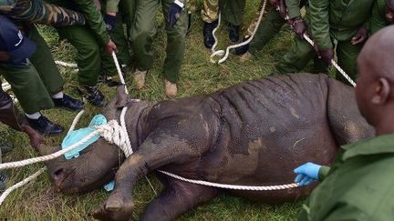 L'un des onze rhinocéros transférés du parc de Nairobi, qui trouveront la mort dans le parc de Tsavo. (AFP/Tony Karumba)