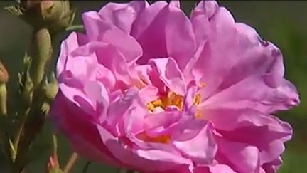 Dans le Var, la production de la rose de mai a été relancée