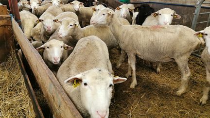 Crise agricole : la vaccination gratuite et le fonds d'urgence sont "déjà une reconnaissance de notre métier", réagit la présidente de la Fédération nationale ovine