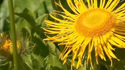 Environnement : à la découverte du jardin du col du Lautaret