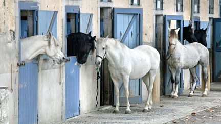 Des chevaux au centre équestre Jean Claude Adelin à Tarbes (Hautes-Pyrénées), le 9 juillet 2020.&nbsp; (PHILIPPE ROY / AFP)