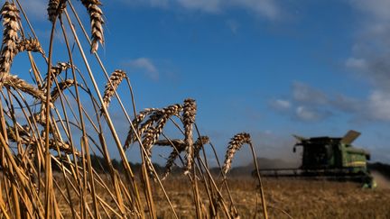 Un&nbsp;agriculteur récolte du blé avec une moissonneuse-batteuse dans le nord-ouest de la France,&nbsp;le 15 août 2021. (JOEL SAGET / AFP)