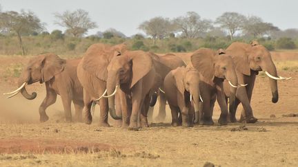 Des éléphants au Kenya, le 22 août 2018. (SIMON MAINA / AFP)