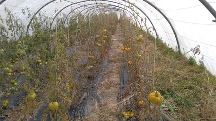 Les serres bio des époux Arlaud près d'Aix-en-Provence ravagées par aspersion de glyphosate, le 13 août 2020. (LES JARDINS DE PARADIS)