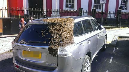 Un essaim d'abeilles s'est établi sur&nbsp;une voiture, le 23 mai 2016, à Haverfordwest (pays de Galles, Royaume-Uni).&nbsp; (TOM MOSES / MERCURY PRESS / SIPA)