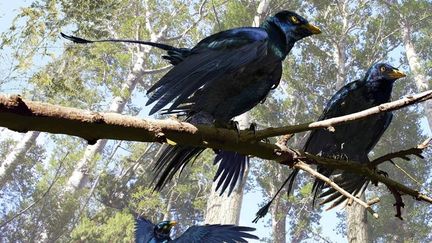 Vue d'artiste de microraptors tels qu'ils ont &eacute;t&eacute; reconstitu&eacute;s par des pal&eacute;ontologues &agrave; partir d'un fossile d&eacute;couvert en 2003. (JASON BROUGHAM)